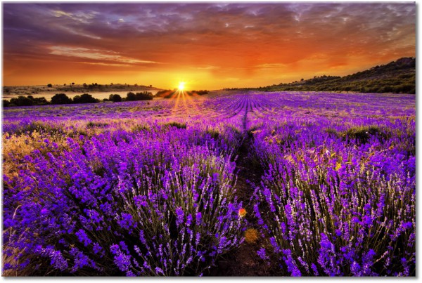 tablou canvas, alte-peisaje, apus, campuri, cer, lavanda, maro, nori, peisaje, portocaliu, soare, violet