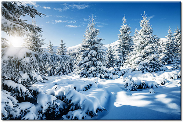 Tablou: Brazi încărcați de zăpadă în Munții Carpați