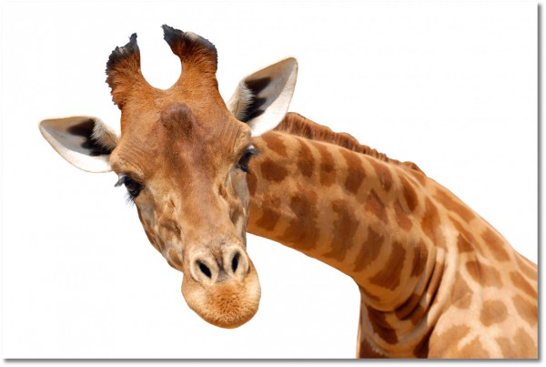 tablou canvas, alb, animale, animale-salbatice, bej, girafe, maro, portocaliu