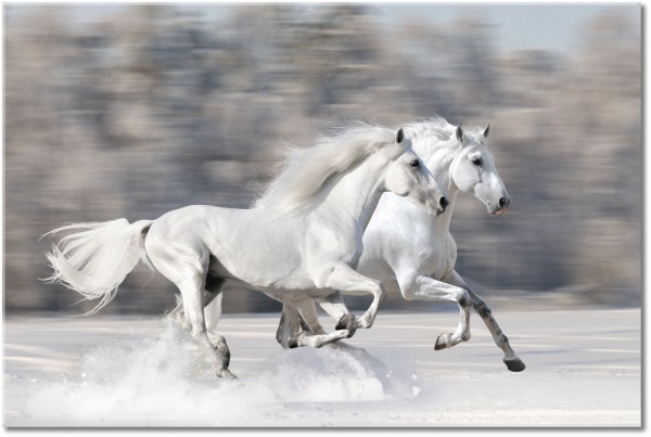 Tablou: Doi cai albi se intrec pe zapada