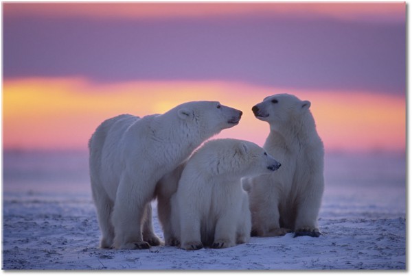 Tablou: Familie de ursi polari