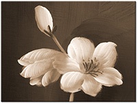 Versiune: sepia