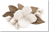 Versiune: sepia