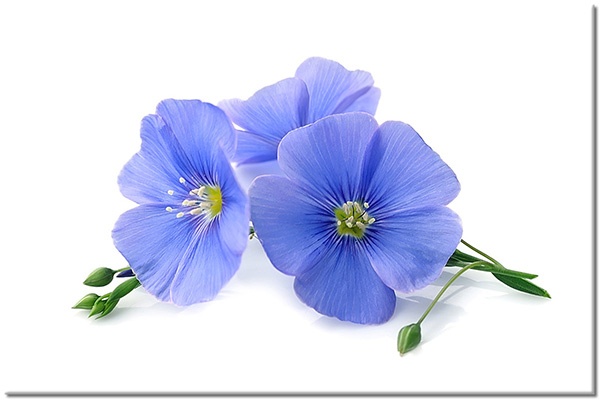 tablou canvas, alb, albastru, flori, natura-moarta, verde, violet