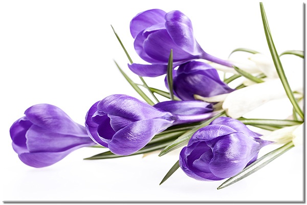 tablou canvas, alb, flori, natura-moarta, sofran, violet