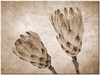 Versiune: sepia