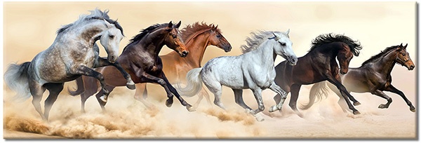 tablou canvas, alb, animale, bej, cai, gri, maro, negru, portocaliu