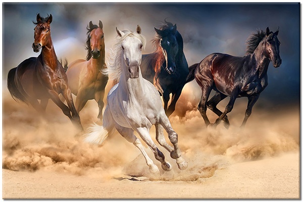 Tablou canvas: Herghelie mixtă de 5 cai în galop