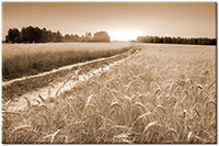 Versiune: sepia