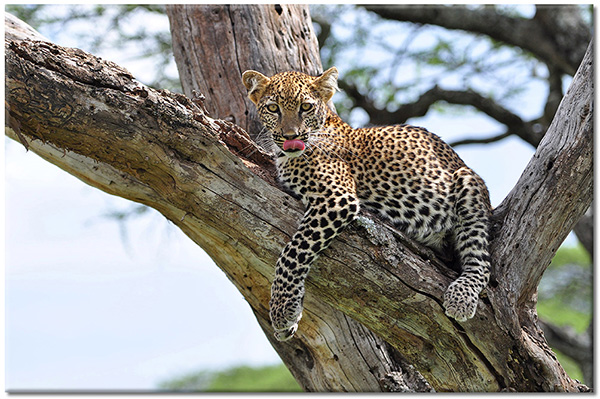 tablou canvas, animale, animale-salbatice, bej, gri, leoparzi, maro