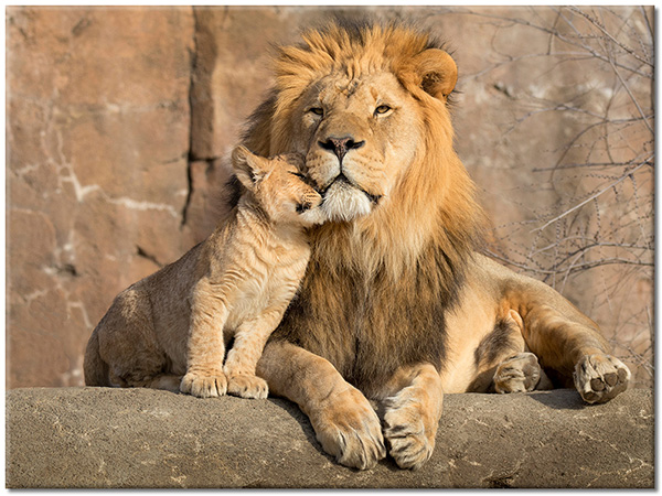 Tablou: Mândrul rege leu alături de puiul său