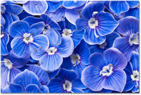 Tablou: Multime de flori albastre de camp