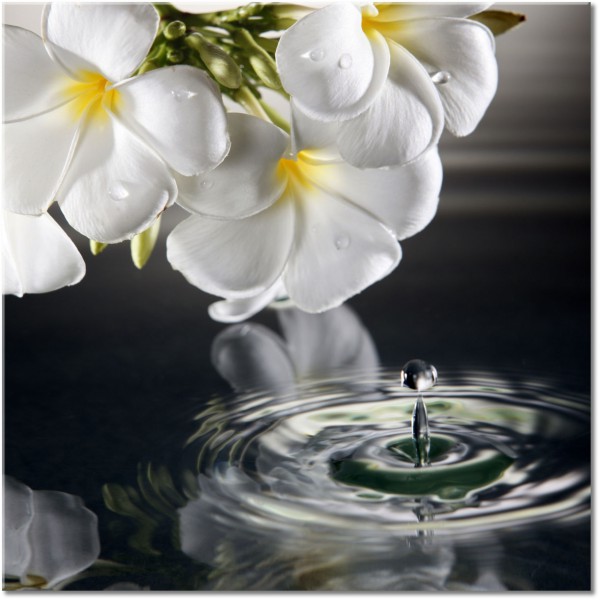 Tablou: Orhidee si strop de apa