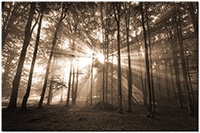 Versiune: sepia