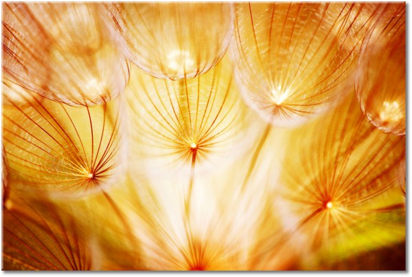 Tablou: Papadie abstracta luminata de soare