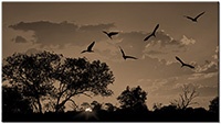 Versiune: sepia
