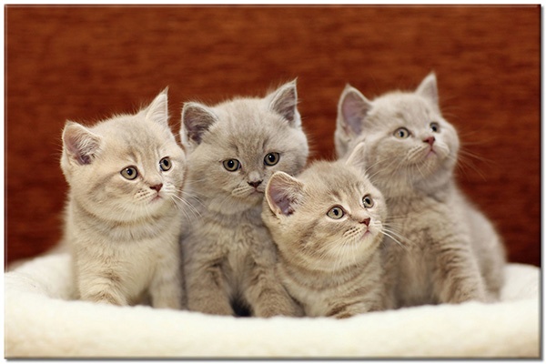 Tablou: Patru pui de pisică în coșuleț