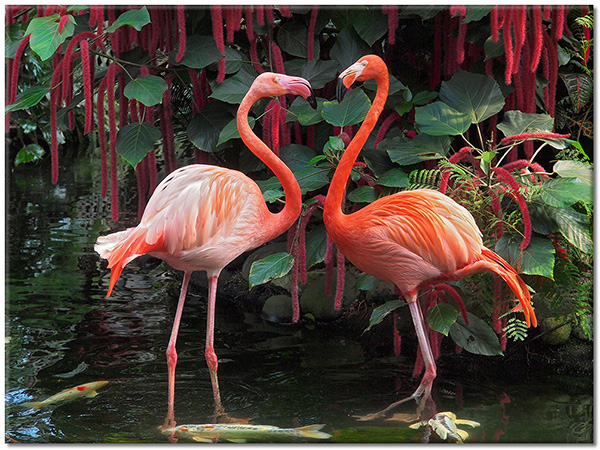 tablou canvas, animale, flamingo, pasari, pasari-pesti-insecte, rosu, roz, verde