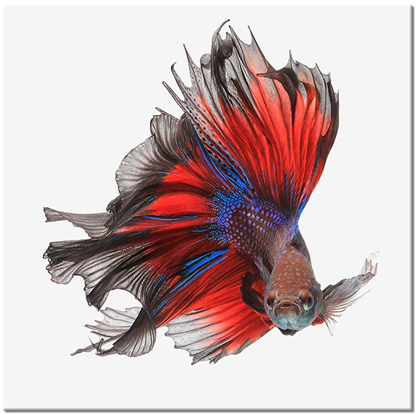 tablou canvas, albastru, animale, betta, gri, maro, pasari-pesti-insecte, pesti, rosu, violet