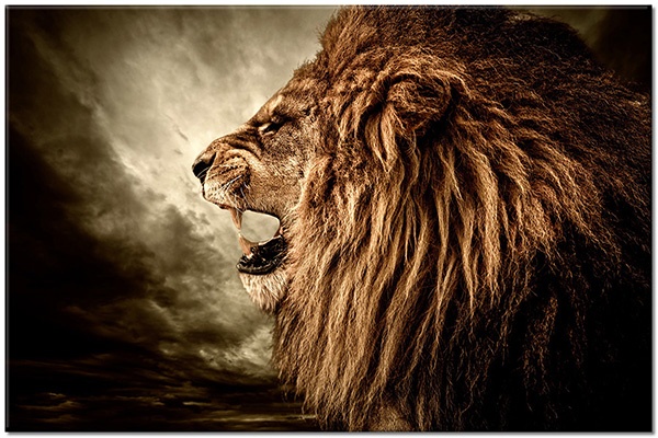 Tablou: Profil de leu în noapte foto sepia