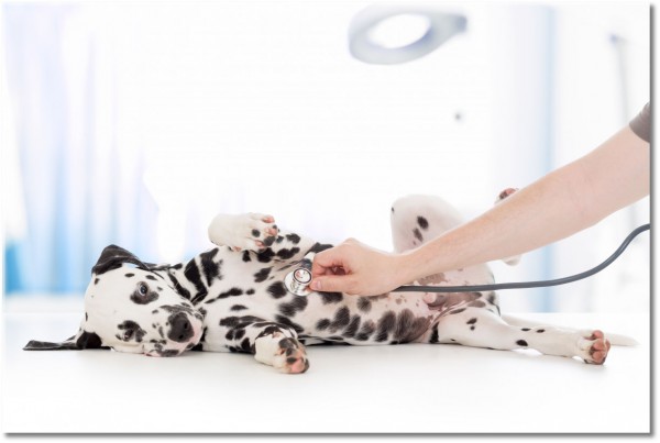 tablou canvas, caini, dalmatian, diverse, diverse-altele, medici, sanatate