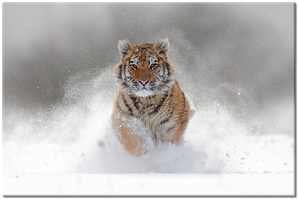 Tablou: Tigru alergând în zapadă