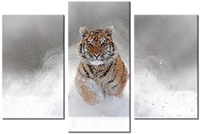 Tablou canvas 3 piese
