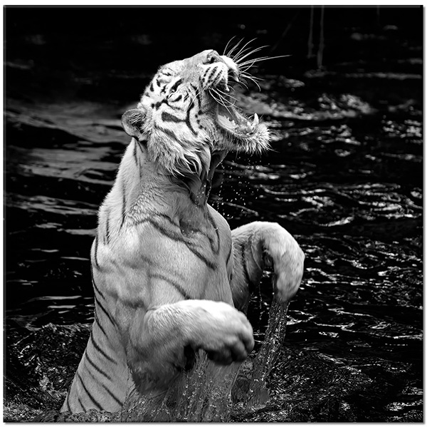 Tablou: Tigru în apă foto alb negru
