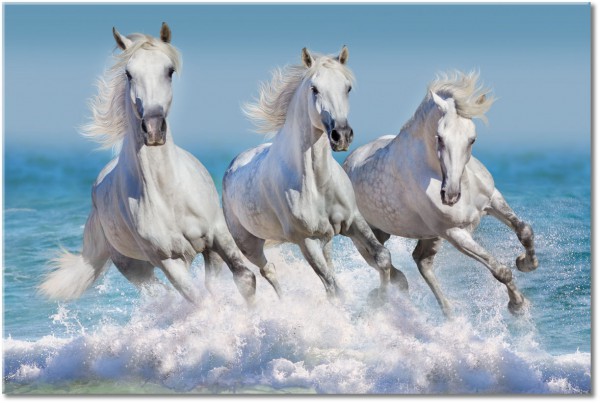 tablou canvas, alb, albastru, animale, cai, gri, mare