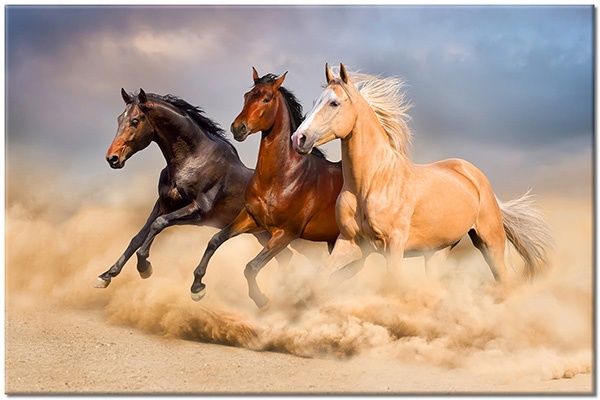Tablou: Trei cai alergând pe nisip