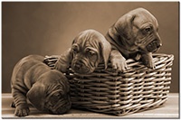 Versiune: sepia