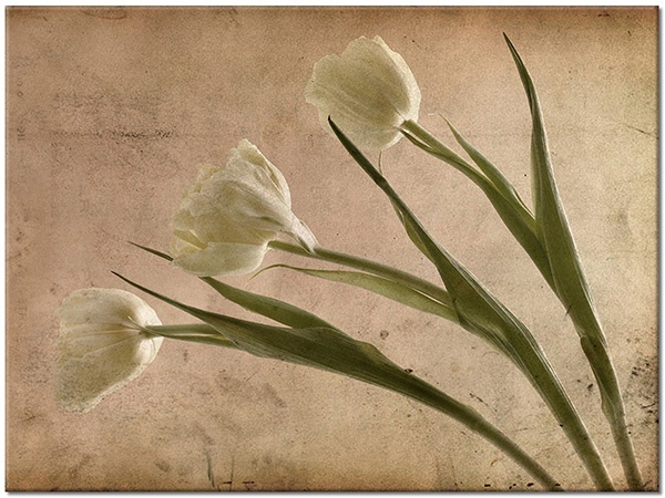 tablou canvas, alb, bej, flori, lalele, maro, roz, verde, vintage