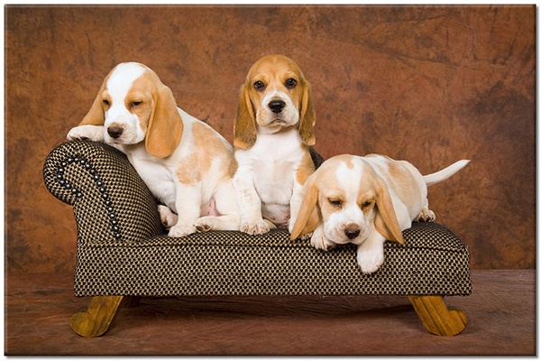 Tablou: Trei pui de Beagle pe canapea