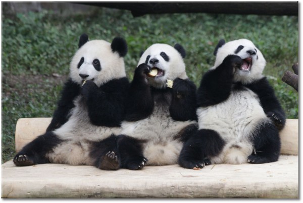tablou canvas, alb, alb-negru, amuzant, animale, animale-salbatice, bej, gri, negru, panda, ursi