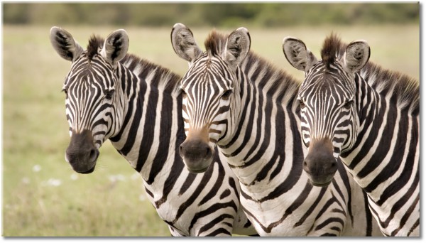 tablou canvas, amuzant, animale, animale-salbatice, girafe